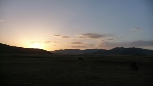 Sunset on the steppes, with horses