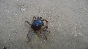 Crab, Maria Island, Tasmania